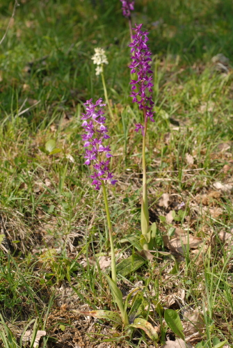 Orchis x Penzigiana Camus